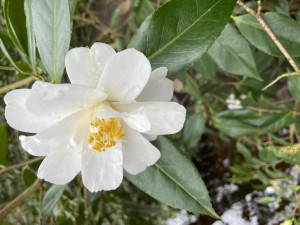 Camellia Lilly Pons       